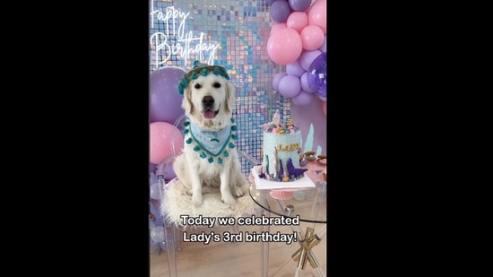 The Golden Retriever dog celebrated her third birthday with a mermaid themed party. (dog/Instagram ) The Golden Retriever dog celebrated her third birthday with a mermaid themed party. (dog/Instagram )