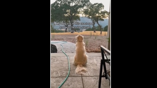 This dog loves watching the sunset.&nbsp;(vegetablelatte/Instagram )