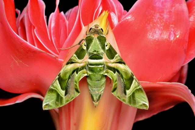 Do pests need rest too? (Shutterstock) Do pests need rest too? (Shutterstock)