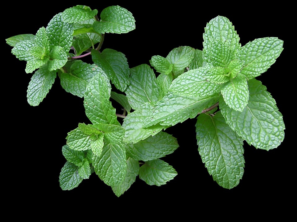 Menthol in mint gives your digestive system a soothing effect.(Pixabay)