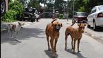 With no agency available to continue the stray dog sterilisation project in Mohali, their population continues to grow and has translated into 3,787 more dog bite cases till April 30, 2022, with 2,287 being reported in just the past two months. (HT File Photo) With no agency available to continue the stray dog sterilisation project in Mohali, their population continues to grow and has translated into 3,787 more dog bite cases till April 30, 2022, with 2,287 being reported in just the past two months. (HT File Photo)