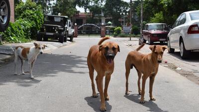 With no agency available to continue the stray dog sterilisation project in Mohali, their population continues to grow and has translated into 3,787 more dog bite cases till April 30, 2022, with 2,287 being reported in just the past two months. (HT File Photo) With no agency available to continue the stray dog sterilisation project in Mohali, their population continues to grow and has translated into 3,787 more dog bite cases till April 30, 2022, with 2,287 being reported in just the past two months. (HT File Photo)