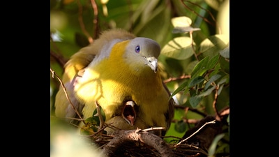 Yellow footed green pigeon (Prerna Jain) Yellow footed green pigeon (Prerna Jain)