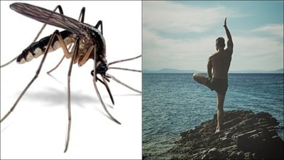 Yoga for Dengue: 4 exercises that will aid recovery from dengue virus&nbsp; (Twitter@RAHULVE23694408/Pixabay)