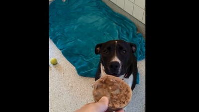 The image, taken from the viral Reddit video, shows one of the shelter dogs receiving a treat. (Reddit/@MARLeague)