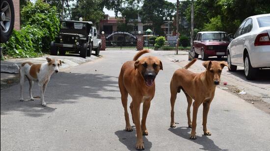 With no agency available to continue the stray dog sterilisation project in Mohali, their population continues to grow and has translated into 3,787 more dog bite cases till April 30, 2022, with 2,287 being reported in just the past two months. (HT File Photo)