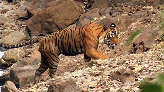 The number of tiger straying cases shot up to seven in the Sunderbans in 2021-22. (HT File Photo)