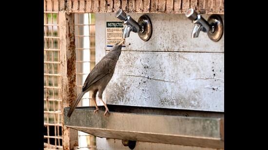 A jungle babbler (Prerna Jain)