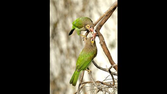 Brown headed barbets (Prerna Jain)