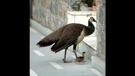 A peahen and her chicks (Prerna Jain)