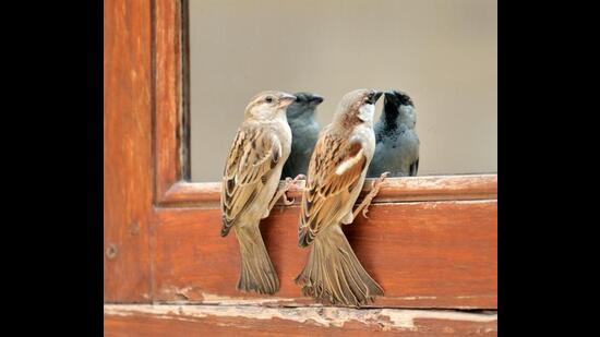 House sparrows (Prerna Jain)