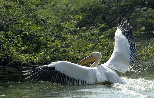 A rosy pelican (Prerna Jain) A rosy pelican (Prerna Jain)