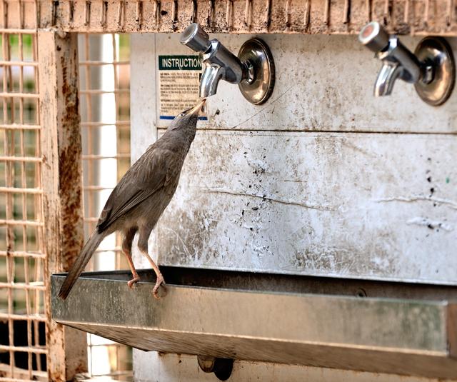 A jungle babbler (Prerna Jain) A jungle babbler (Prerna Jain)