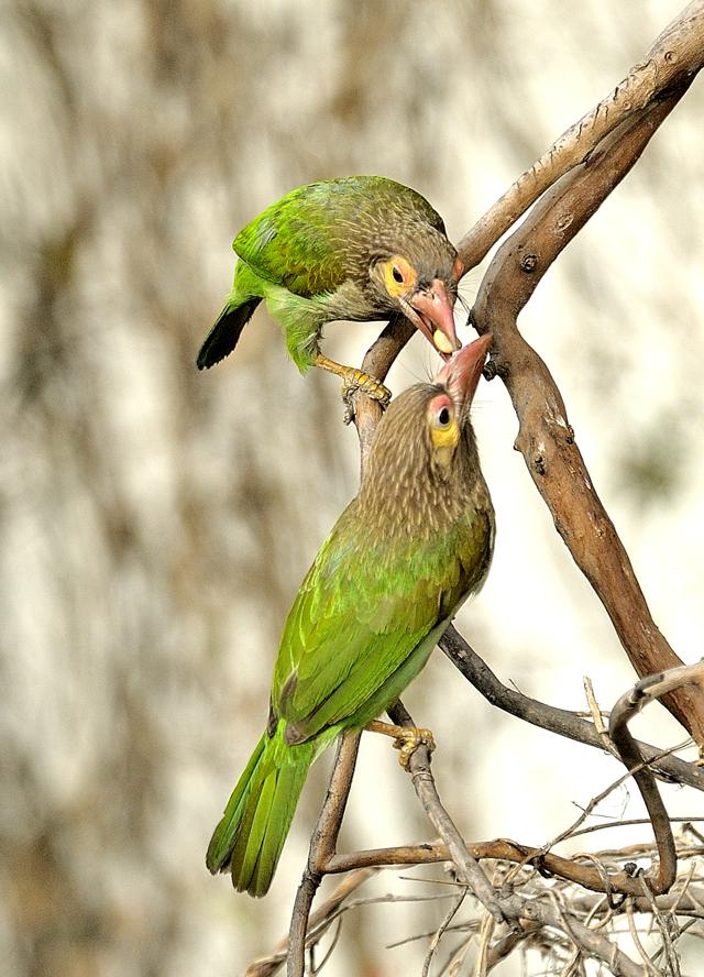 Brown headed barbets (Prerna Jain) Brown headed barbets (Prerna Jain)