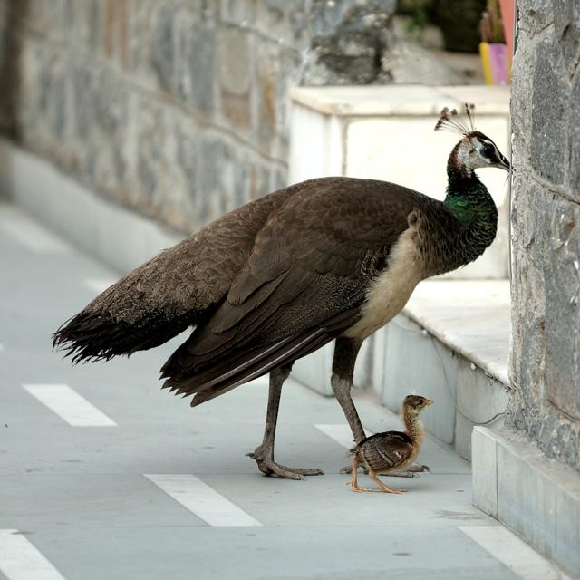 A peahen and her chicks (Prerna Jain) A peahen and her chicks (Prerna Jain)
