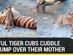 PLAYFUL TIGER CUBS CUDDLE AND JUMP OVER THEIR MOTHER