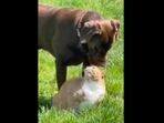 The adorable dog and his own pet cat in this cute Reddit video. (Reddit/@veterinarian101) The adorable dog and his own pet cat in this cute Reddit video. (Reddit/@veterinarian101)