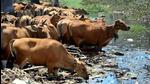 Gau rakshaks insisted to quash FIRs against them and asked to be issued arms licences to protect cows, said the police. (REPRESENTATIVE PHOTO) Gau rakshaks insisted to quash FIRs against them and asked to be issued arms licences to protect cows, said the police. (REPRESENTATIVE PHOTO)