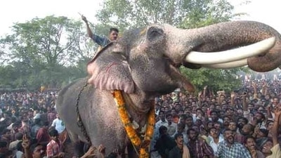 Even though it is a Hindu festival, Muslim and Christian communities actively participate in the festival in a variety of ways. (Pinterest) Even though it is a Hindu festival, Muslim and Christian communities actively participate in the festival in a variety of ways. (Pinterest)