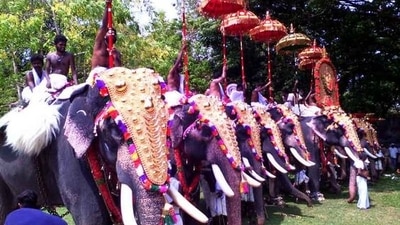 30 elephants take part in the main Pooram festivities while another 60 or 70 tuskers form a part of the smaller processions of the participating temples. (Pinterest) 30 elephants take part in the main Pooram festivities while another 60 or 70 tuskers form a part of the smaller processions of the participating temples. (Pinterest)