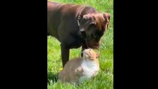 This doggo has a pet cat of his own? Watch adorable animal video ...