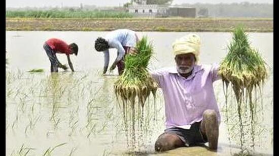 Sixteen farmer unions on Sunday rejected the electricity supply schedule issued by the Punjab government for the upcoming paddy sowing season, asserting that they will start transplanting the crop from June 10.