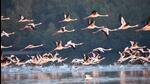 Humans need to save bird habitats for themselves, not birds. (Praful Gangurde/ HT Photo)) Humans need to save bird habitats for themselves, not birds. (Praful Gangurde/ HT Photo))