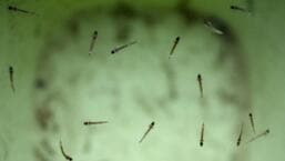 The BMC staff has to target the breeding spots when the mosquito is in the larval stage (Hindustan Times)