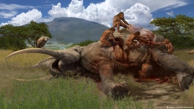Archaelogical evidence of butchering animals may not indicate that meat was key to human evolution after all (Karen Carr/Smithsonian ) Archaelogical evidence of butchering animals may not indicate that meat was key to human evolution after all (Karen Carr/Smithsonian )