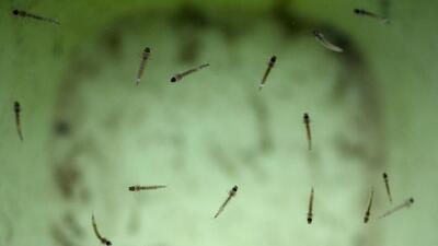 The BMC staff has to target the breeding spots when the mosquito is in the larval stage (Hindustan Times)