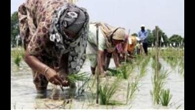 The Punjab Agricultural University (PAU), Ludhiana, has developed the PR 130 variety of paddy by crossing the most popular variety PR-121 with another short-duration variety HKR 47. (HT File Photo) The Punjab Agricultural University (PAU), Ludhiana, has developed the PR 130 variety of paddy by crossing the most popular variety PR-121 with another short-duration variety HKR 47. (HT File Photo)