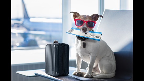 Ensure your pets have a cool space they can retire to during the days in the summer.