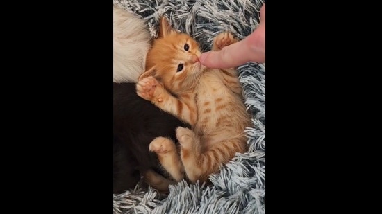 A screengrab of the video of the kitten playing ‘no boops’ game with its human. (JephriB/Instagram) A screengrab of the video of the kitten playing ‘no boops’ game with its human. (JephriB/Instagram)