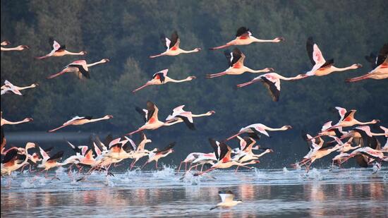 Humans need to save bird habitats for themselves, not birds. (Praful Gangurde/ HT Photo)) Humans need to save bird habitats for themselves, not birds. (Praful Gangurde/ HT Photo))