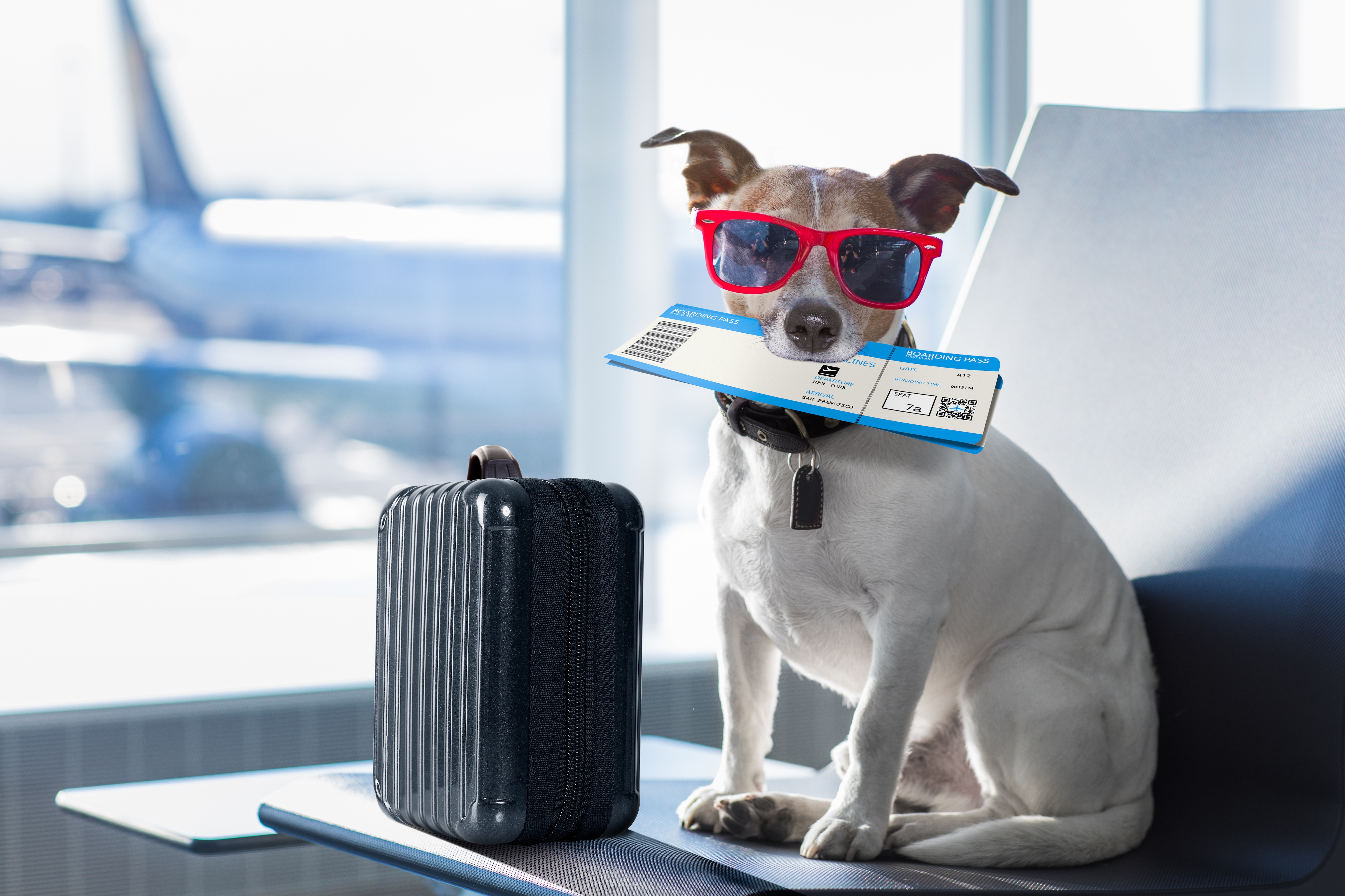 Ensure your pets have a cool space they can retire to during the days in the summer.