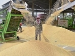 Heatwave impact: Wheat yield falls by 13.5% in Punjab (HT) Heatwave impact: Wheat yield falls by 13.5% in Punjab (HT)