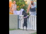 The couple comes back to pet the neighbourhood dog after having their baby in this Instagram video. (Instagram/@tubsthebluestaffy) The couple comes back to pet the neighbourhood dog after having their baby in this Instagram video. (Instagram/@tubsthebluestaffy)