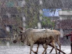 Nadia: A farmer with his bulls on the way to his home during heavy rain caused by Cyclone Asani, in Nadia, Bengal.&nbsp;(PTI)