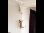 The cats climb the wall in this Instagram video.&nbsp;