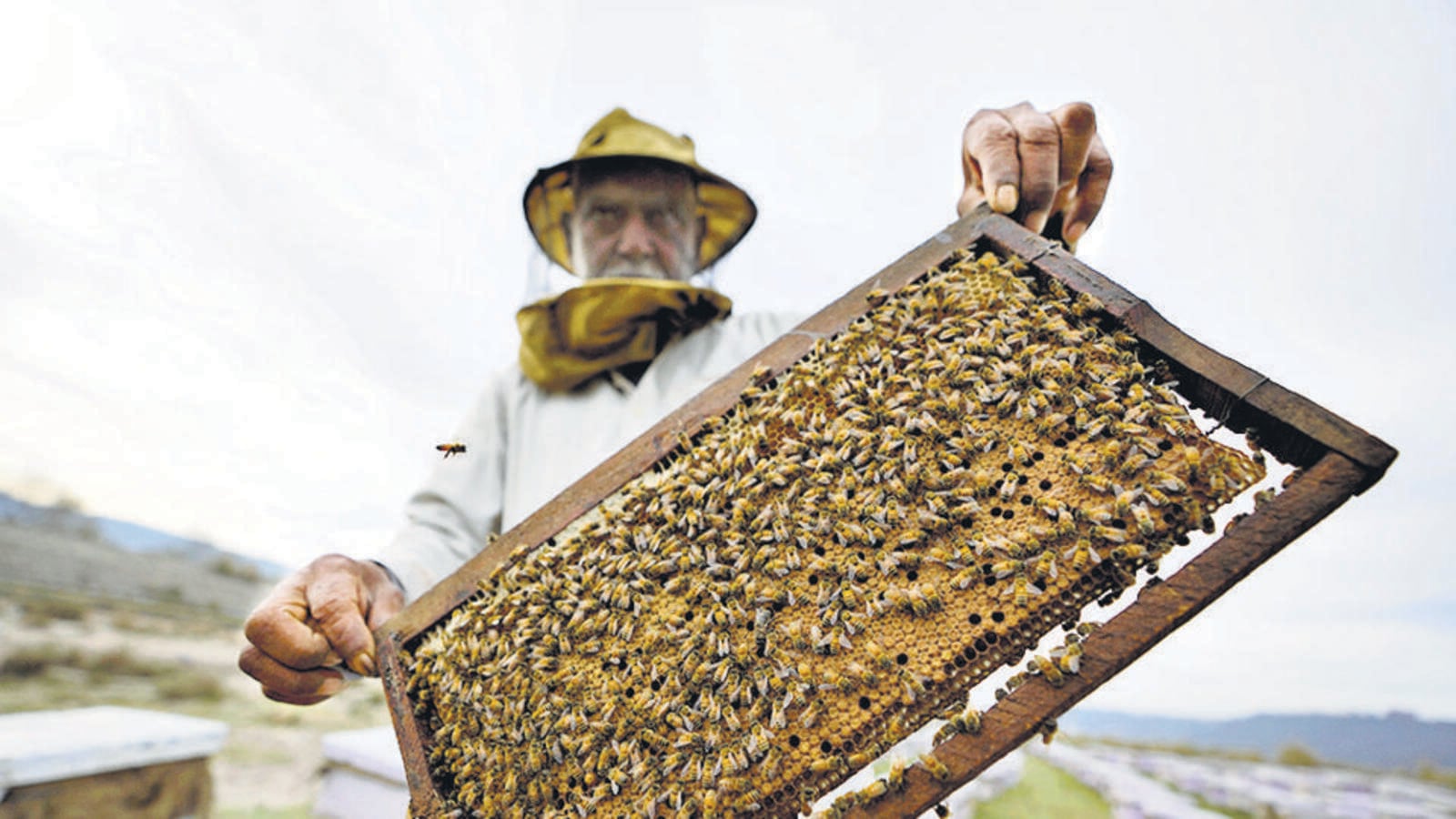 State govt to launch honey tourism at village near Mahabaleshwar on May 16