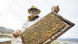 A honeycomb AP File Photo