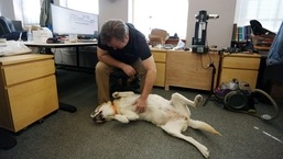 Dave McMullen pats his dog Daisy on the belly at Tungsten Collaborative May 5, 2022 in Ottawa, Canada. (Photo by Dave Chan / AFP)