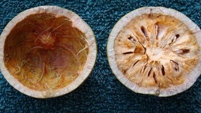 Helps control cholesterol: Bael juice has the power to control lipid profiles and triglycerides. (Pinterest) Helps control cholesterol: Bael juice has the power to control lipid profiles and triglycerides. (Pinterest)