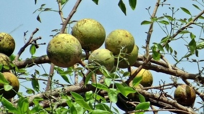 Anti-inflammatory properties: Summer can often bring with it stomach acid influx due to the presence of masalas in our food which do not always gel well with the weather. Bael juice with its cooling properties can help get rid of this inflammation. (Pixabay) Anti-inflammatory properties: Summer can often bring with it stomach acid influx due to the presence of masalas in our food which do not always gel well with the weather. Bael juice with its cooling properties can help get rid of this inflammation. (Pixabay)