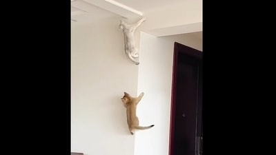 The cats climb the wall in this Instagram video. (Instagram/@meowed) The cats climb the wall in this Instagram video. (Instagram/@meowed)