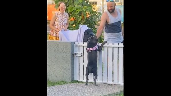The couple comes back to pet the neighbourhood dog after having their baby in this Instagram video. (Instagram/@tubsthebluestaffy) The couple comes back to pet the neighbourhood dog after having their baby in this Instagram video. (Instagram/@tubsthebluestaffy)