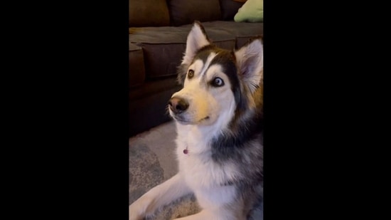 A screengrab of the video of a dog reacting to her own video on TV. (Penelly Watches Telly/Reddit ) A screengrab of the video of a dog reacting to her own video on TV. (Penelly Watches Telly/Reddit )