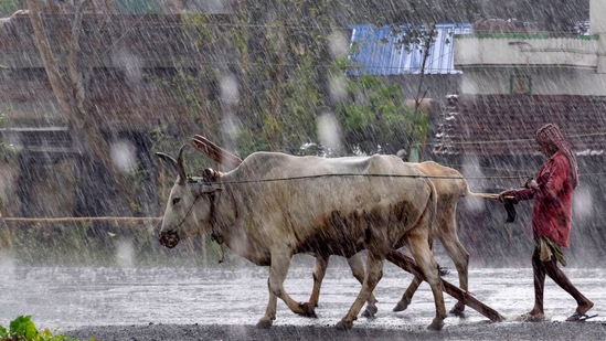 Nadia: A farmer with his bulls on the way to his home during heavy rain caused by Cyclone Asani, in Nadia, Bengal. (PTI)