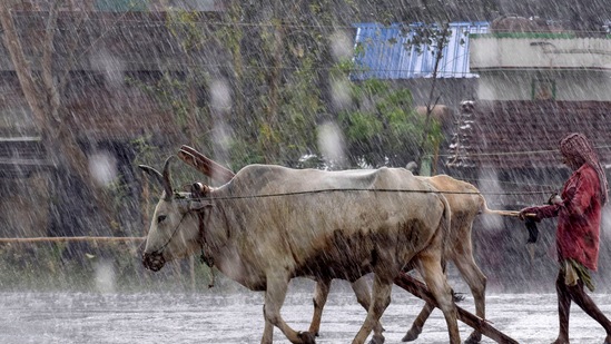 A farmer with his bulls on the way to his home during heavy rain caused by Cyclone Asani, in Nadia, Monday.(PTI) A farmer with his bulls on the way to his home during heavy rain caused by Cyclone Asani, in Nadia, Monday.(PTI)