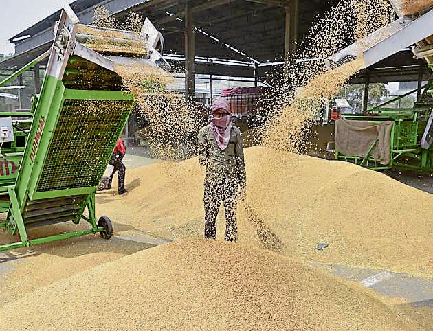 Heatwave impact: Wheat yield falls by 13.5% in Punjab (HT)